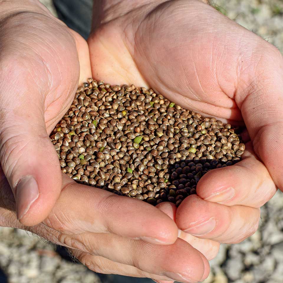 Triangle Hemp Seeds