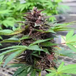 Blackberry Punch Auto