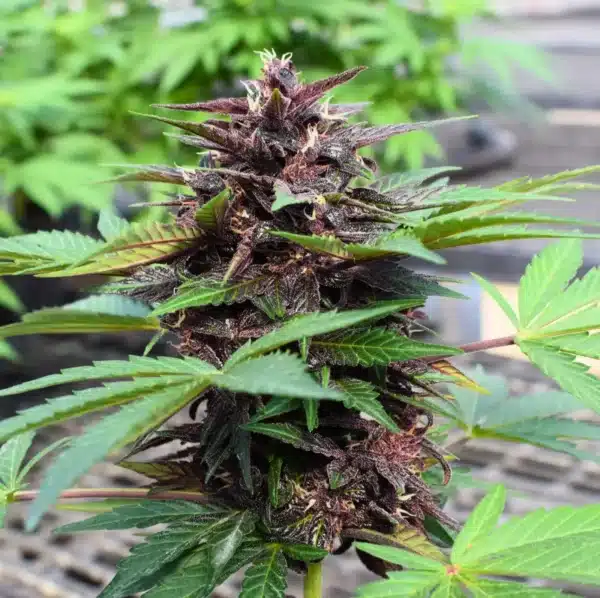 Blackberry Punch Auto