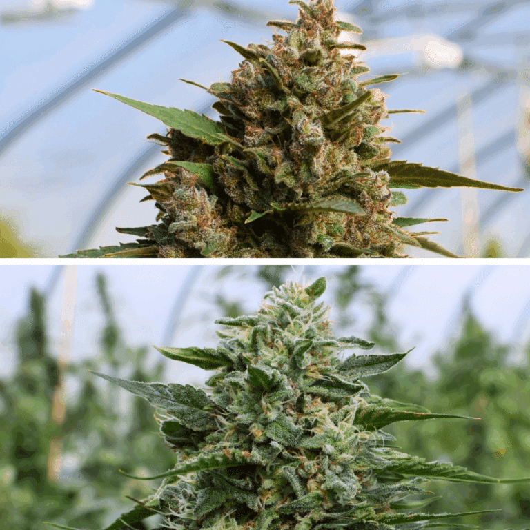 Southern Gas cannabis strain