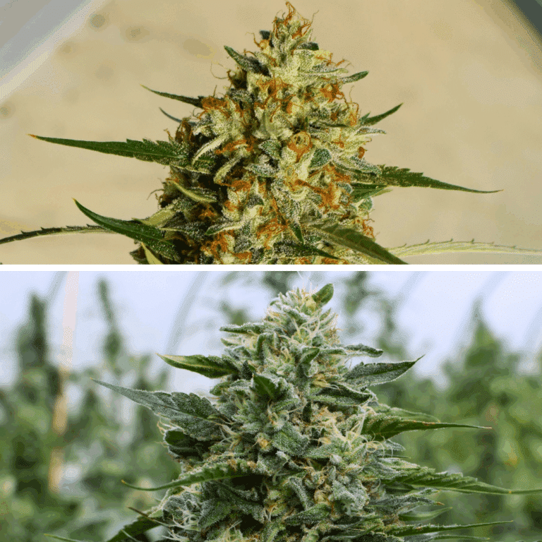 Union Special cannabis strain