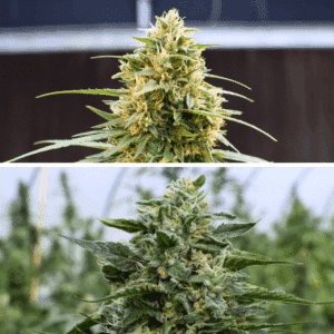Lemon Ripper