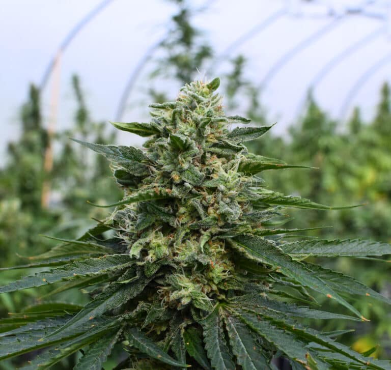 BaOx cannabis strain