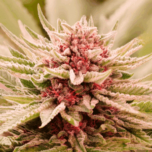 Burn Berry