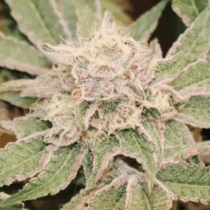 Push OG