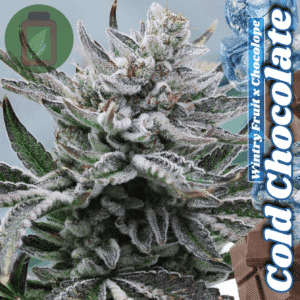 Cold Chocolate