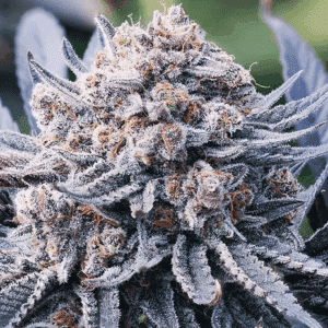 Diesel Dessert