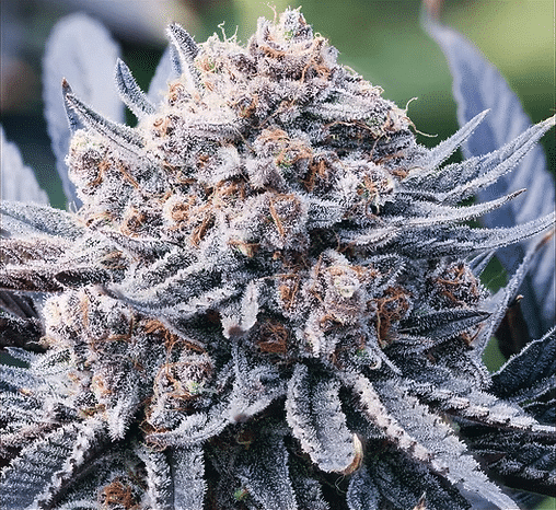 Diesel Dessert