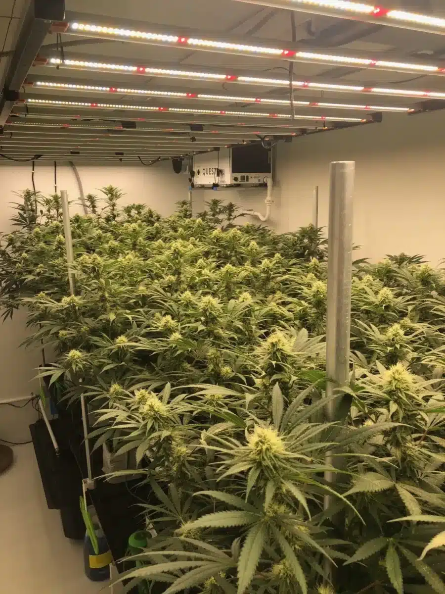 Experienced cannabis grower