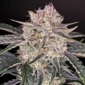 Strawberry Gorilla Auto