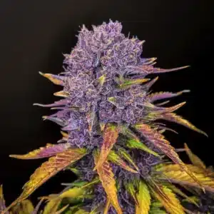 Purple Lemonade Auto