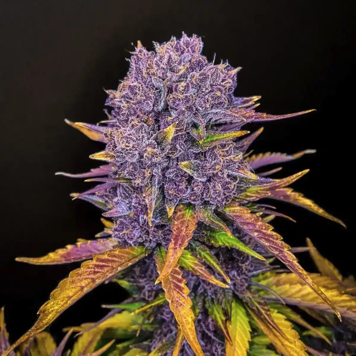 Purple Lemonade Auto