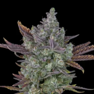 Gorilla Cookies Auto