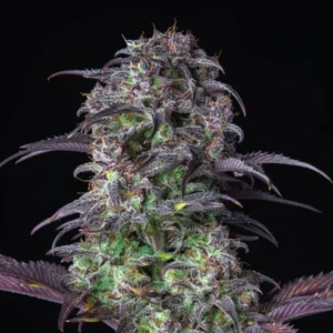 Blueberry Auto
