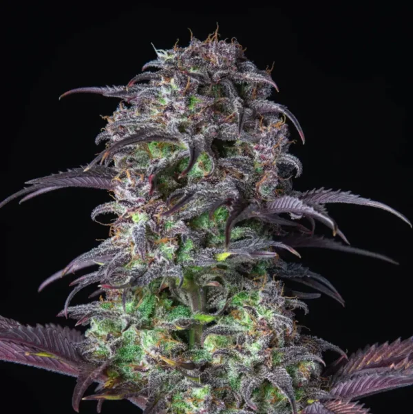 Blueberry Auto