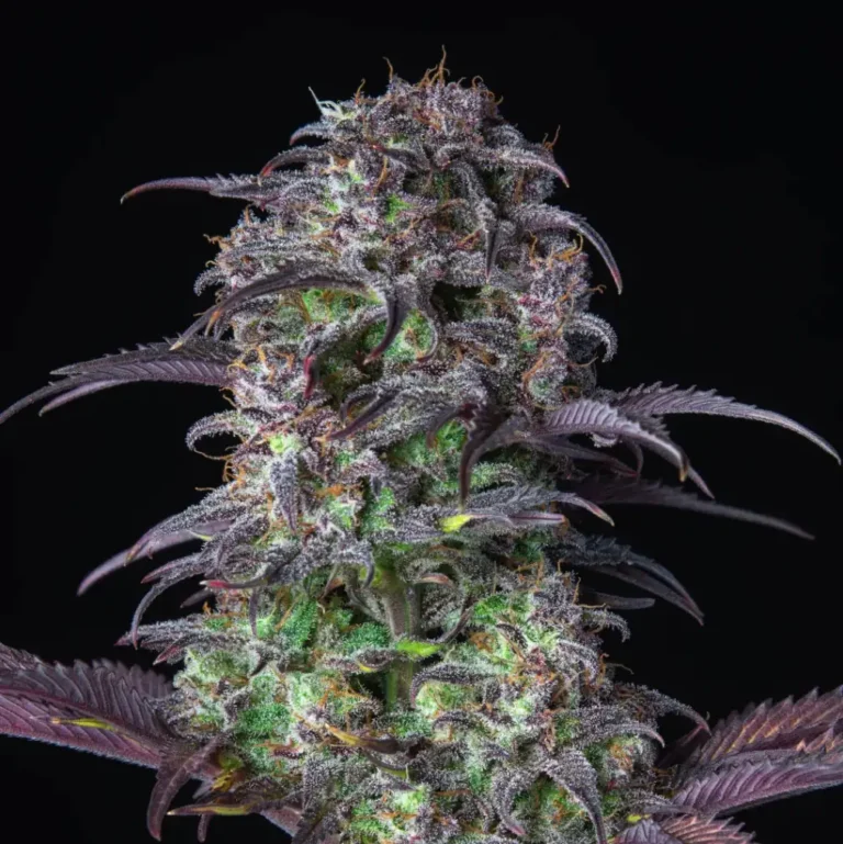 Blueberry Auto cannabis strain