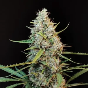 Jack Herer Auto