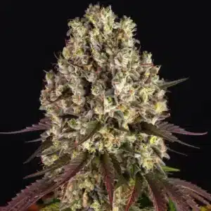 Sour Diesel