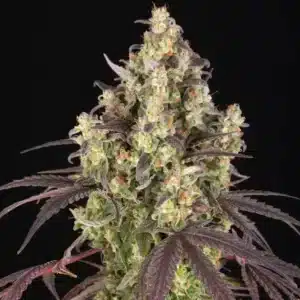 Lemon Cherry Gelato