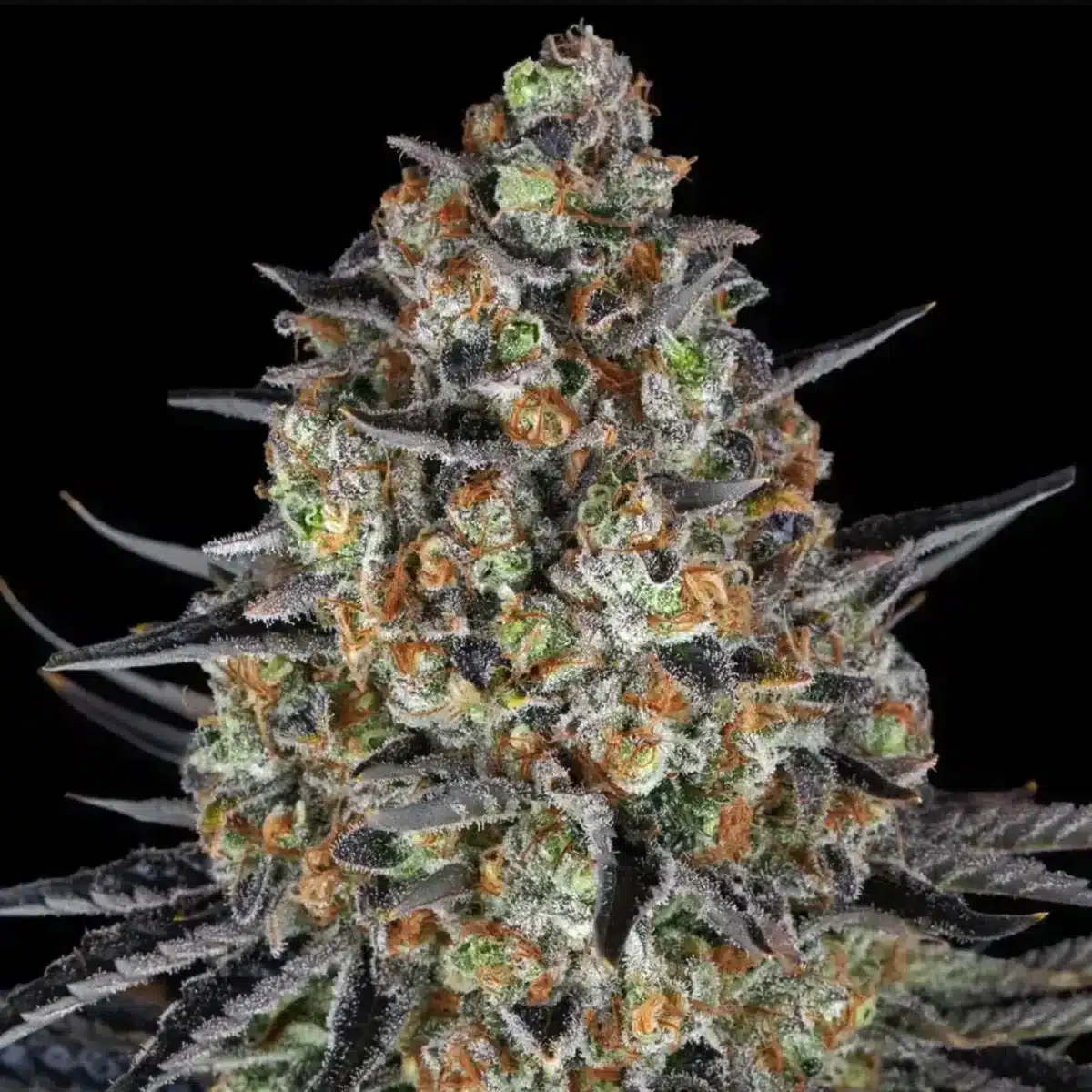 LSD