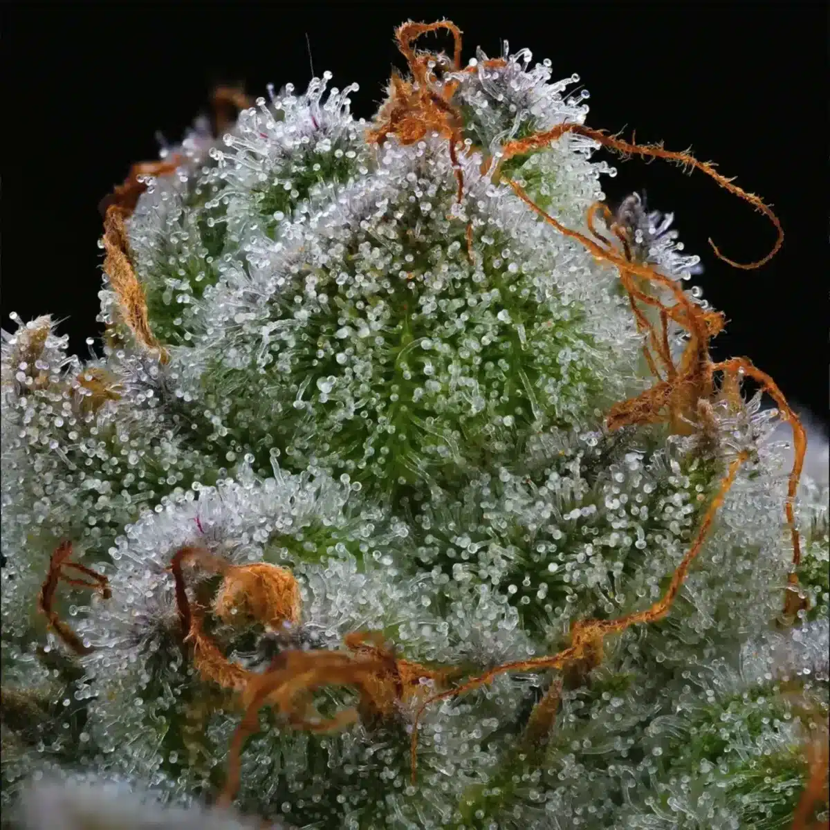 New cannabis grower