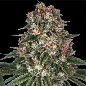 Tropicanna Banana