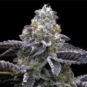Blue Dream