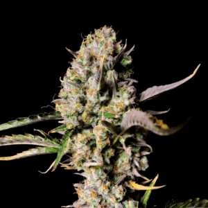 Gorilla Z Auto