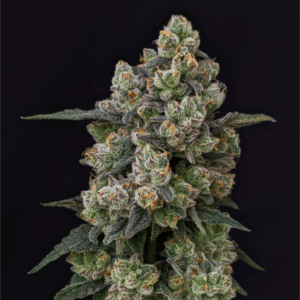 Blue Lemonade