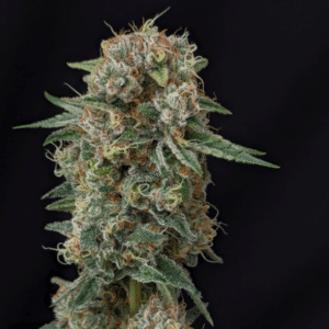 Dulce Fuego