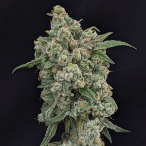 Lemon Avalanche