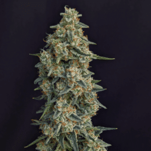 Mimi's Garden Auto