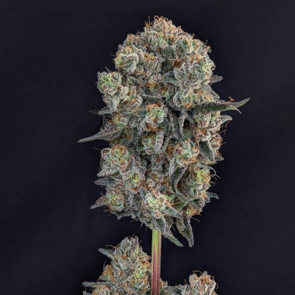 Royal Berry