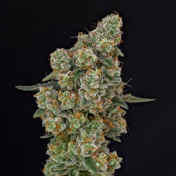 Smoke Show cannabis seeds