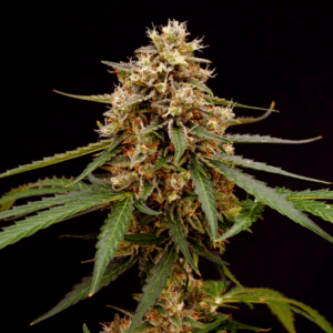 Space Cowboy Auto