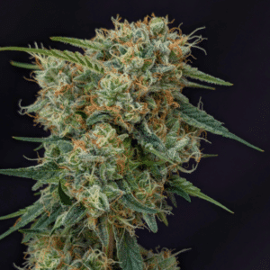 Tangie Canyon