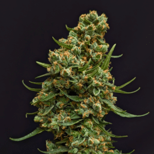 #69 Auto