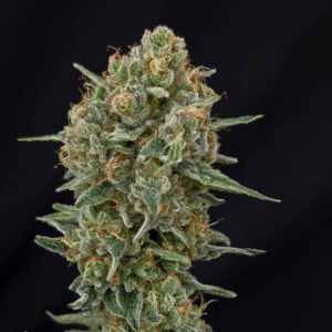 Tropical Shortcake