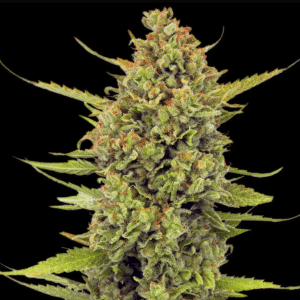 Acapulco Gold