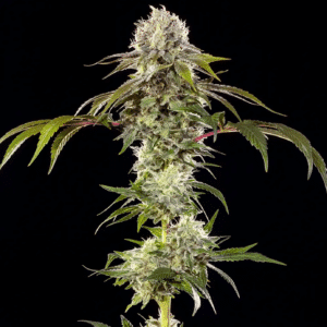 Durban Poison