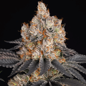 Gelato