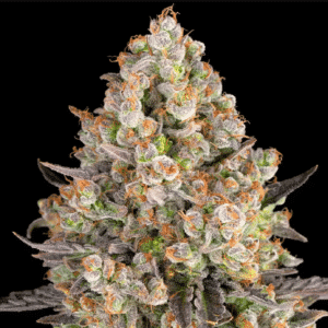 OG Kush