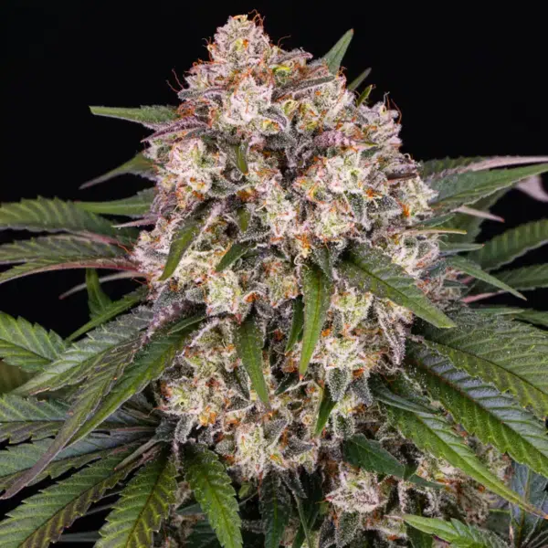 OG Kush Auto