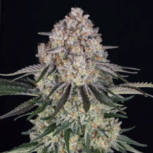 Sour Diesel Auto