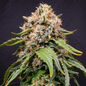 White Widow