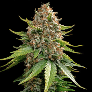 White Widow Auto