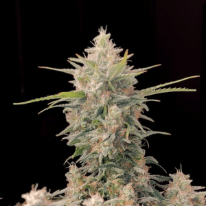 Skunk #1 Auto