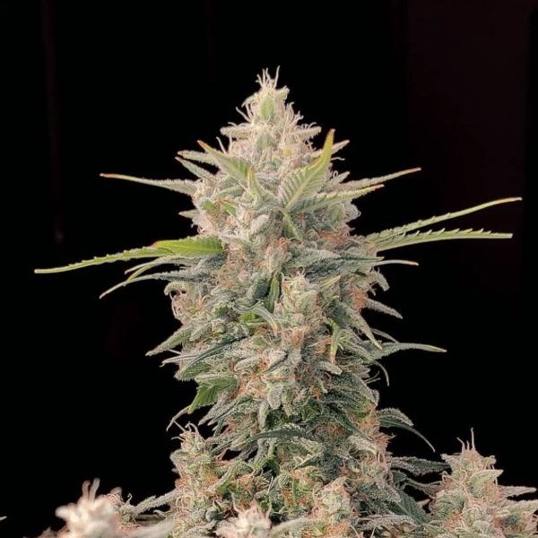 Skunk #1 Auto