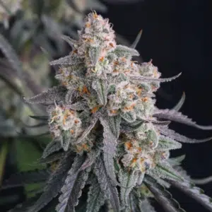 Pineapple OG Auto