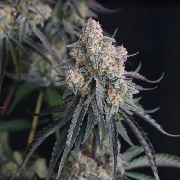 Pineapple OG Auto